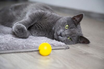 gato com bola no tapete