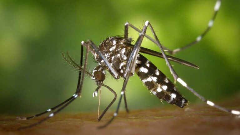 Saiba como deixar sua casa livre da Dengue, em qualquer estação do ano